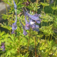 Corydalis 'Korn's Purple'
